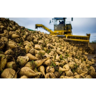Pile of sugar beets with yellow harvester in background - ST 001 M
