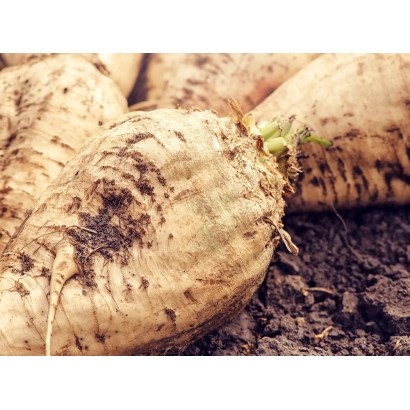 Sugar beet roots on soil - Tarim