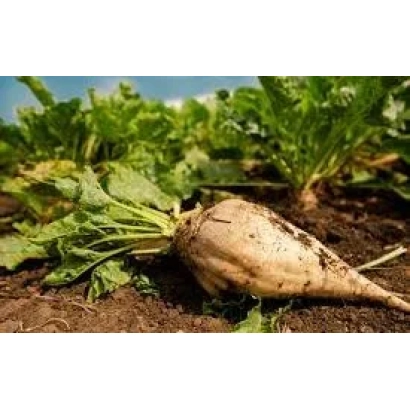Beet greens and root vegetable on soil - Tarim