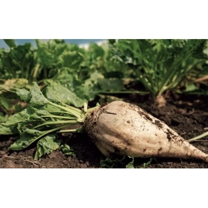 Beet greens and root vegetable on soil - Tennessee
