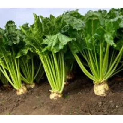 Сахарная свекла Тиза на поле