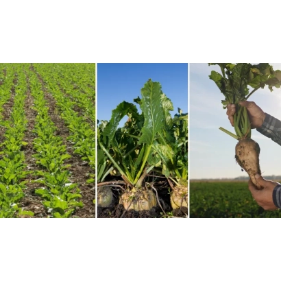 Rows of sugar beet in a field under sky - Uladivskyi CS 35