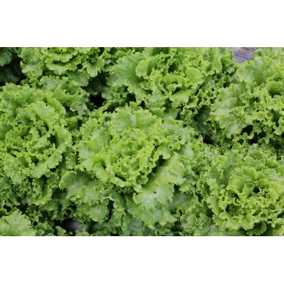 Салат АБРЕК на грядці