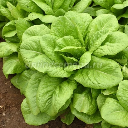 Салат АДАМАНТ | ADAMANT на грядці