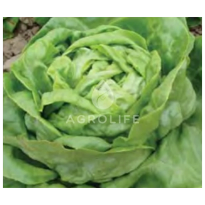 Салат сорта Адинал от бренда AGROLIFE