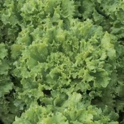 Салат Афицион РЦ