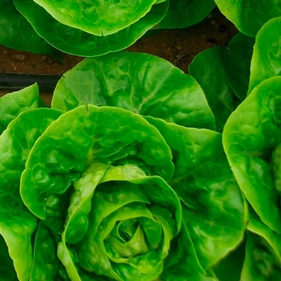 Салат АЛБАРА