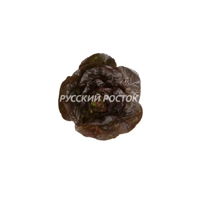 Семена салата на белом фоне с надписью РУССКИЙ РОСТОК - АЛЕЙН