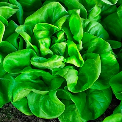 Lettuce Amica