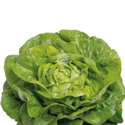 Analotta lettuce on white background