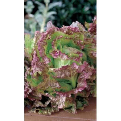 Салат АНАПЧАНИН на земле