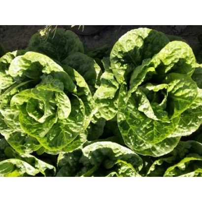 Салат АСАФ на грядке