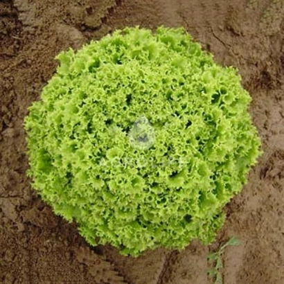 Салат Бартімер на землі