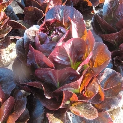 Салат сорта БАТТЛСТАР | BATTLESTAR на грядке