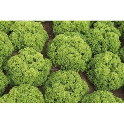 Салат Біондонна на грядці