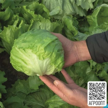 Салат БРАЙС | BRAISE в руках на фоне грядки