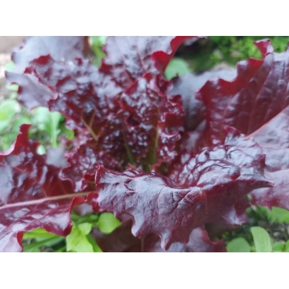 Красная листовая салат без названия - БРАЗИЛЬСКИЙ КАРНАВАЛ