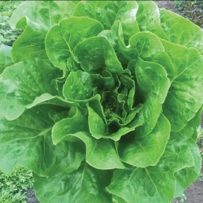 Салат Брайтон на грядке