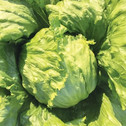 Lettuce 'Business' — close-up of a fresh lettuce head with dense leaves