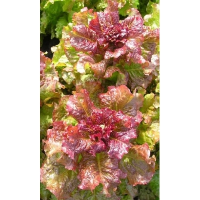 Салат Червона Рута на фоне зелени