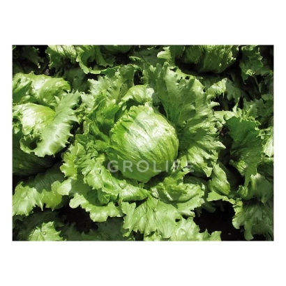 Lettuce Clarist in greenery with AGROLIS logo