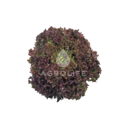 Crimson lettuce by brand AGROLIFE