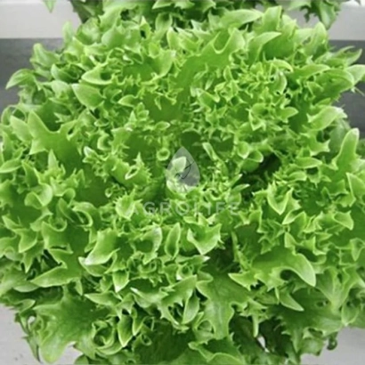 Danstar lettuce