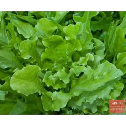 Салат Дубачек МС | MS DUBACHEK