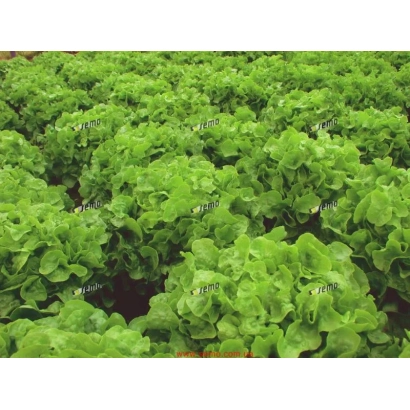 Поле салата Дубаголд