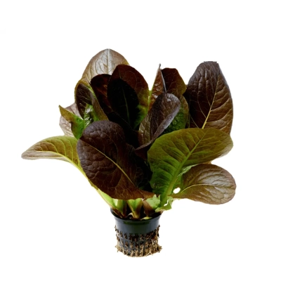 Салат сорту ДЖІПСІ в горщику