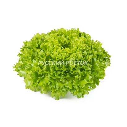 Салат 'РУССКИЙ ПОЛОТ' на білому фоні - ЕКСВОЧ