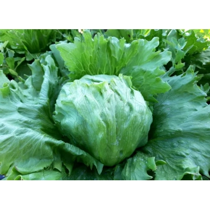 Салат сорта Экватор на зелёном фоне