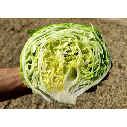 Салат ЭЛЬБУРС, нарезанный пополам, в руке на фоне земли