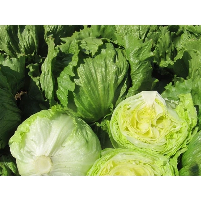 Fresh leaves of Elmunudo lettuce - ELMUNDO