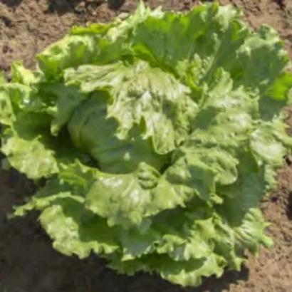Elsol lettuce growing in soil