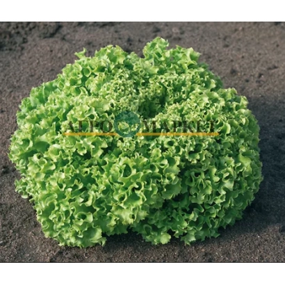 Салат Естроза на землі