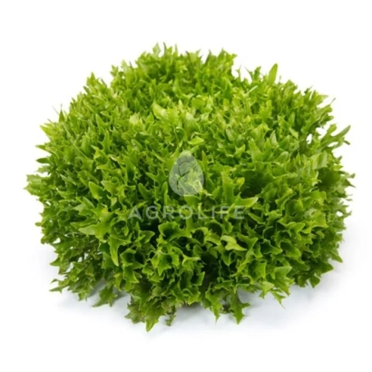 Салат Green Life - Екзем