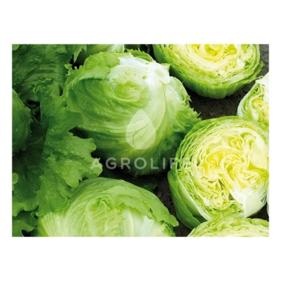 Салат Expression от EGROLIB - Експрешион