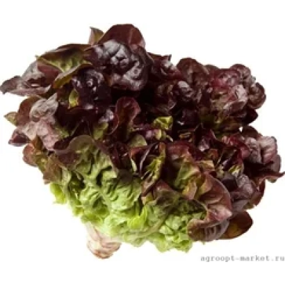 Салат Эзра на белом фоне