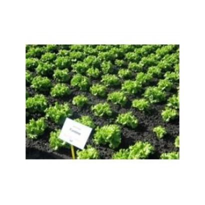 Семена салата Фантайм F1 на грядке с белой этикеткой