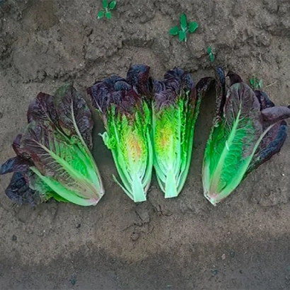 Салат Фарамир на земле