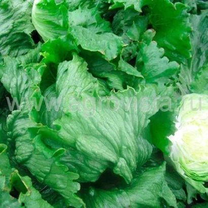 Свежие зеленые листья салата ФАРИТО
