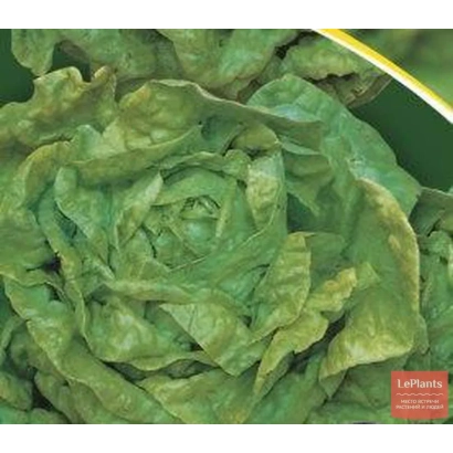 Салат Фестивальный на зеленом фоне