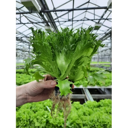 Свежий салат с корнями, держимый в руке на фоне теплицы - ФРЕЗЕР