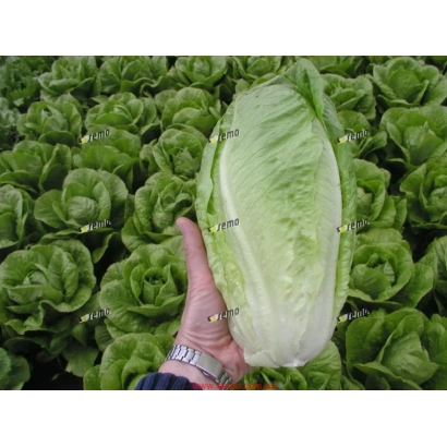Рука держит головку салата ГЕЛБУС на фоне грядки с салатом