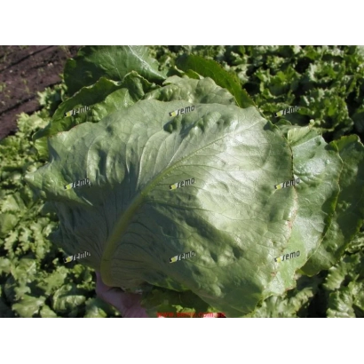 Салат Глобус на грядке