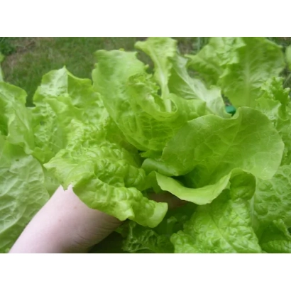 Свежий лист салата ГОПЛАНА на фоне травы