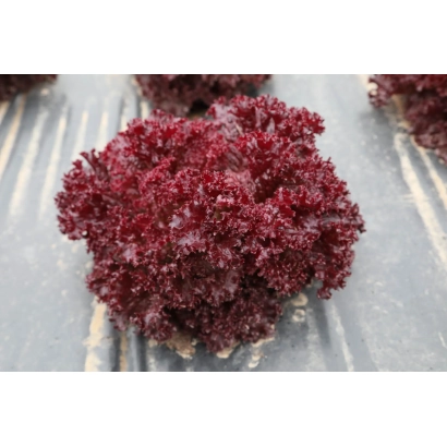 Salad Grace | Grace on substrate