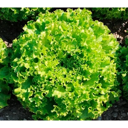 Салат Грин Мастер на грядке