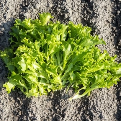 Салат Гринали на земле